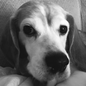 Meet your Posher, Monica